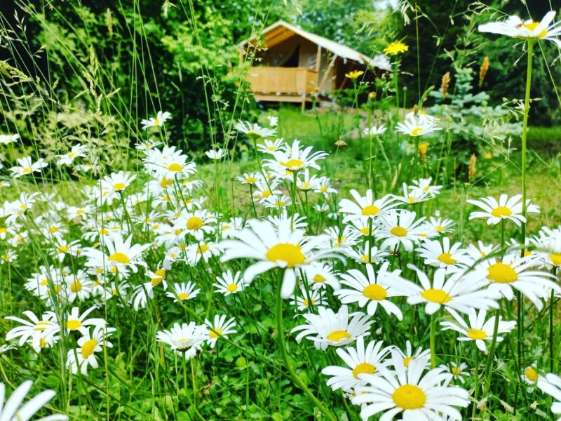 Glamping Český ráj